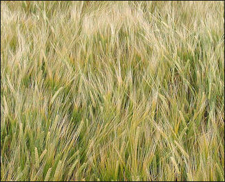 20120207-wheat field.jpg